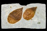 Two Fossil Hackberry Leaves (Celtis) - Montana #113256-1